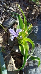 Iris willmottiana, photograph (c) Igor Karyakin, some rights reserved (CC BY)
