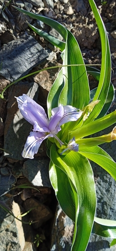 Iris willmottiana, photograph 6