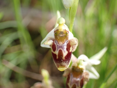 Image of Ophrys dodekanensis by (c) Elias, some rights reserved (CC BY)