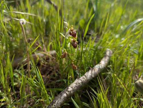 Image of Ophrys dodekanensis by (c) Elias, some rights reserved (CC BY)