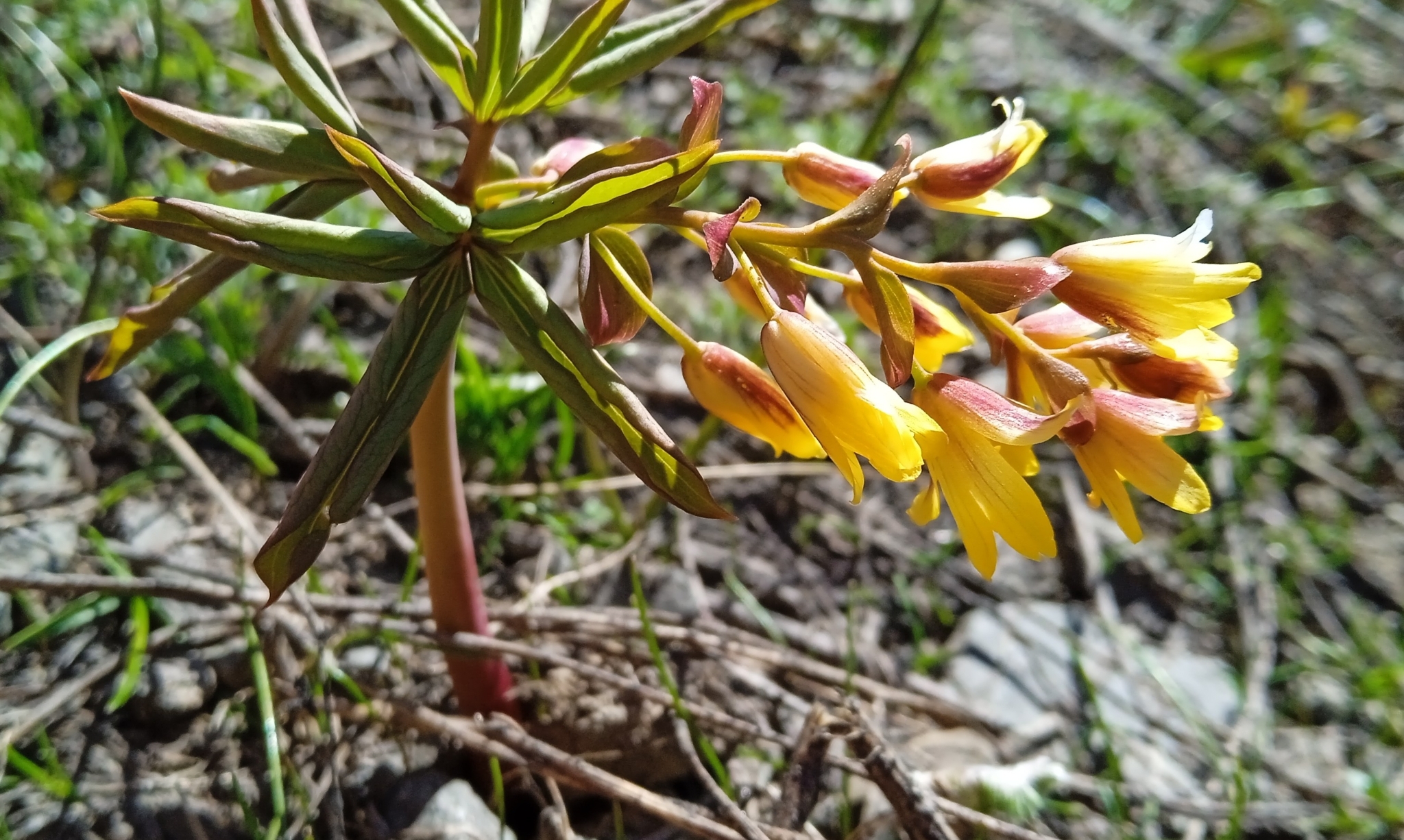 Gymnospermium alberti