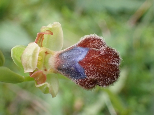 Image of Ophrys omegaifera by (c) Elias, some rights reserved (CC BY)