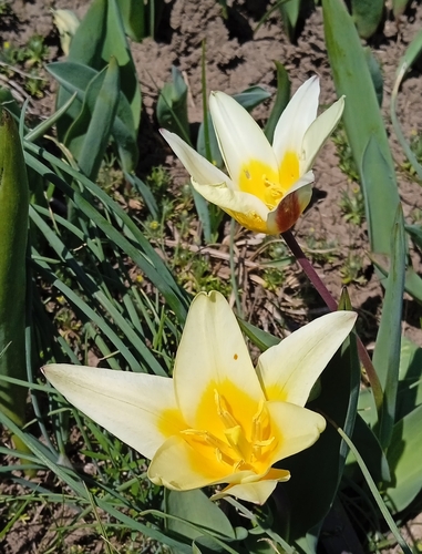 Image of Tulipa kaufmanniana by (c) Igor Karyakin, some rights reserved (CC BY)