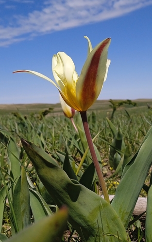 Water-lily tulip (Tulipa kaufmanniana)