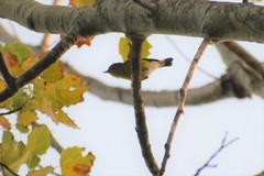 Setophaga magnolia image