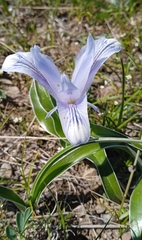 Iris willmottiana, photograph (c) Igor Karyakin, some rights reserved (CC BY)