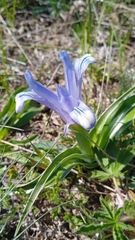 Iris willmottiana, photograph (c) Igor Karyakin, some rights reserved (CC BY)