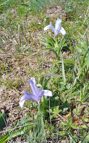 Iris willmottiana, photograph 4