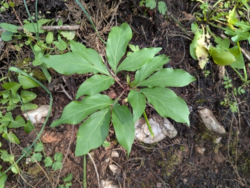 Image of Paeonia clusii by (c) Elias, some rights reserved (CC BY)