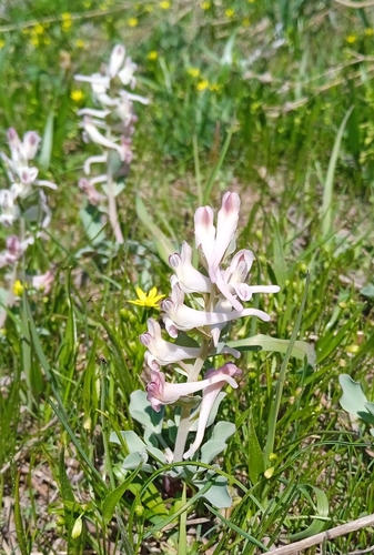 Corydalis ledebouriana (Corydalis ledebouriana)
