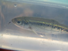 Squalius alburnoides