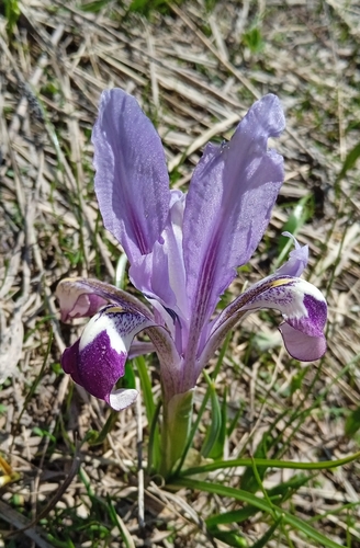 Kolpakowski's Iris (Iris kolpakowskiana)