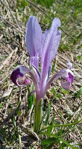 Iris kolpakowskiana, photograph 4