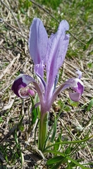 Iris kolpakowskiana, photograph (c) Igor Karyakin, some rights reserved (CC BY)