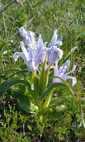 Iris willmottiana