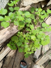 Triumfetta rhomboidea