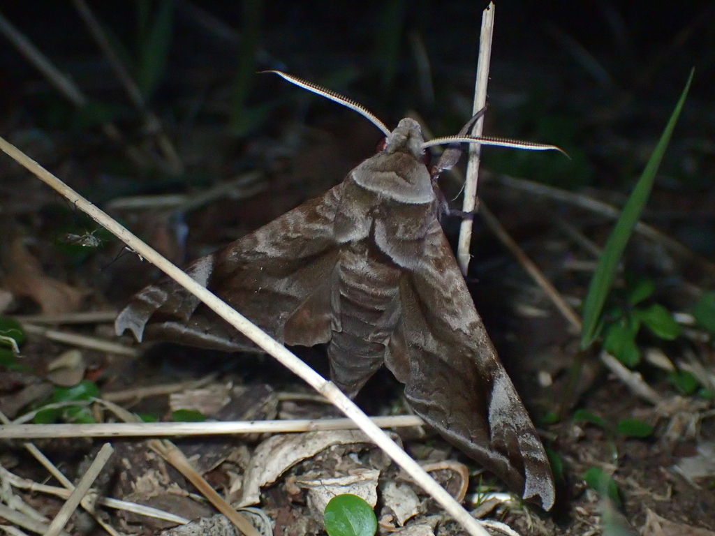 ハネナガブドウスズメ