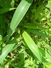 Setaria barbata