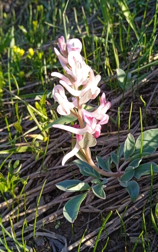Corydalis ledebouriana (Corydalis ledebouriana)