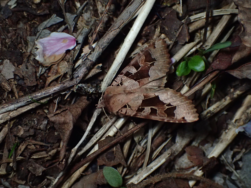 キンイロキリガ