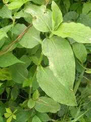 Commelina benghalensis