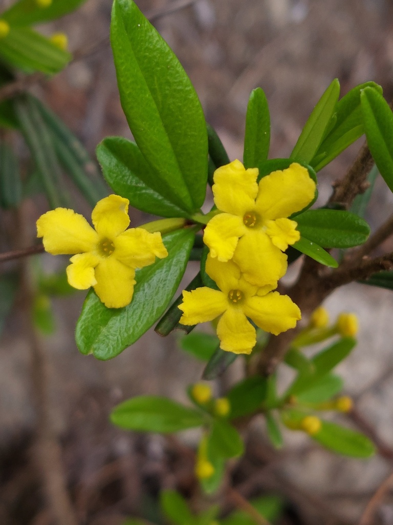 Daphne rosmarinifolia