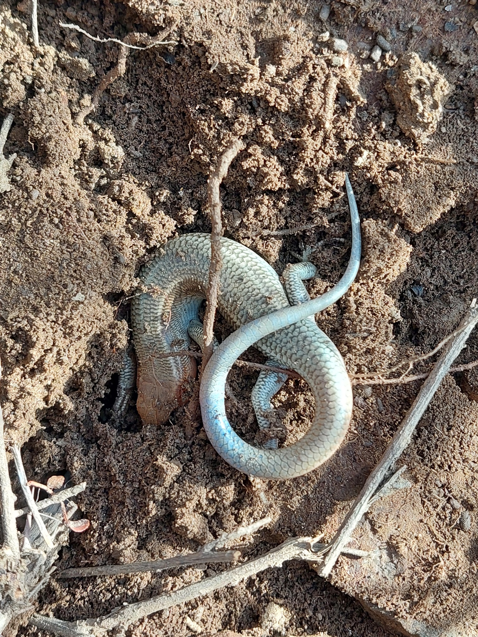 Tung River Skink