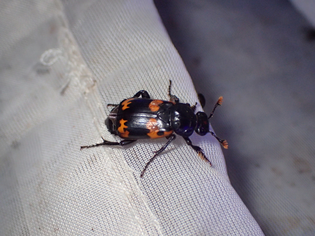 マエモンシデムシ