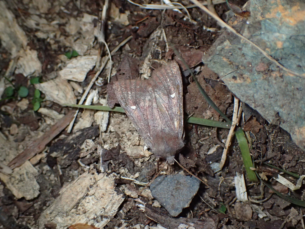 ムラサキミツボシキリガ