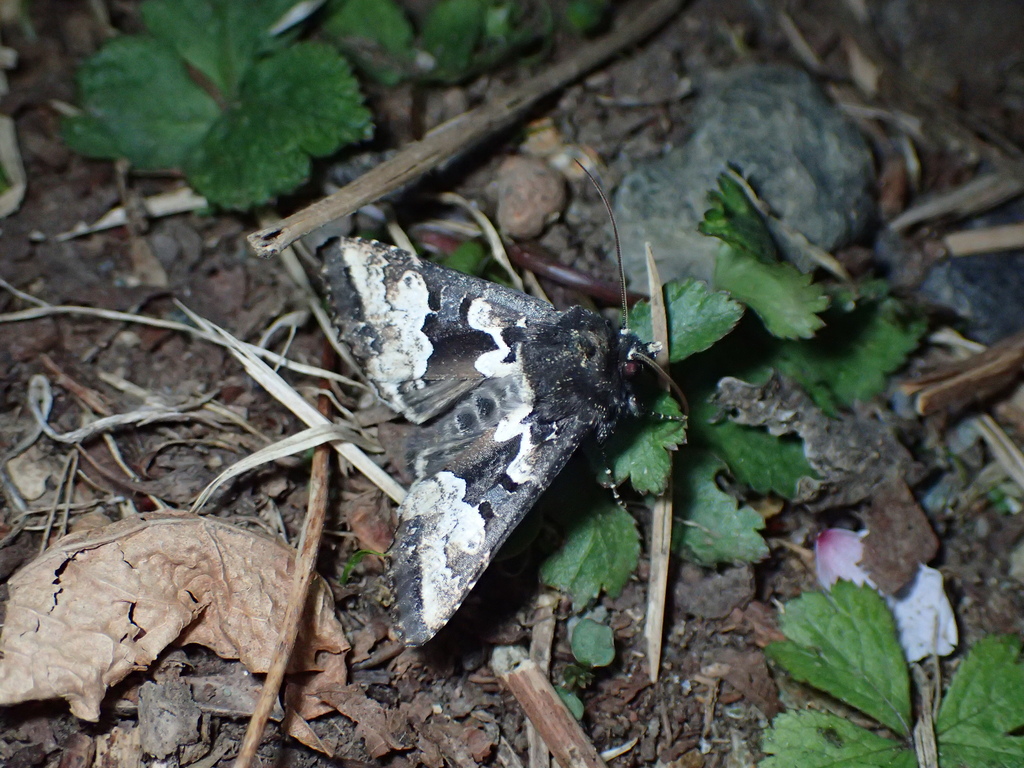 マエグロシラオビアカガネヨトウ