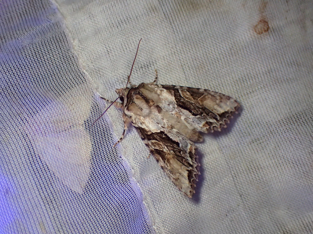 クロスジキリガ