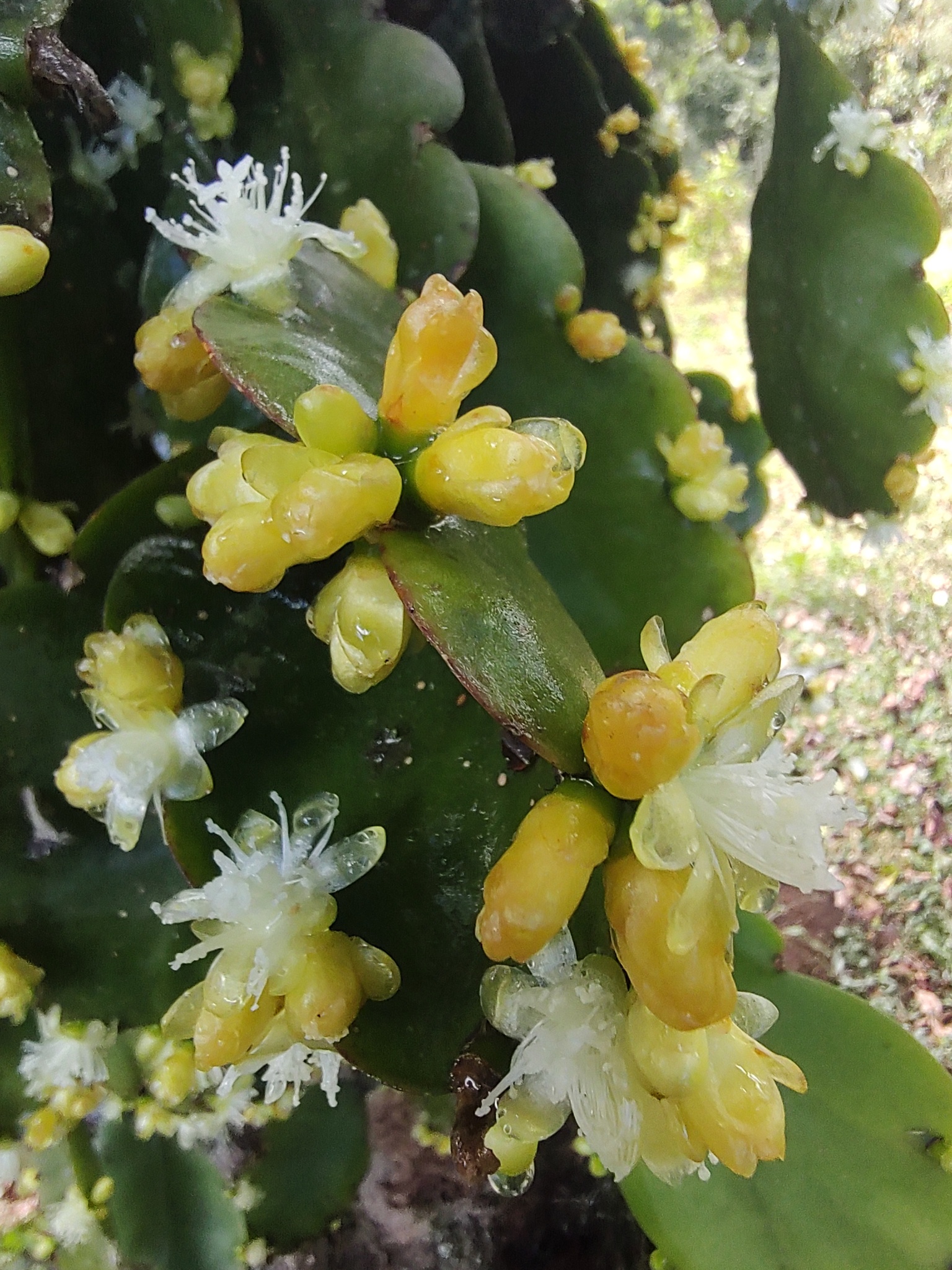 Imagem de Cacto-macarrão