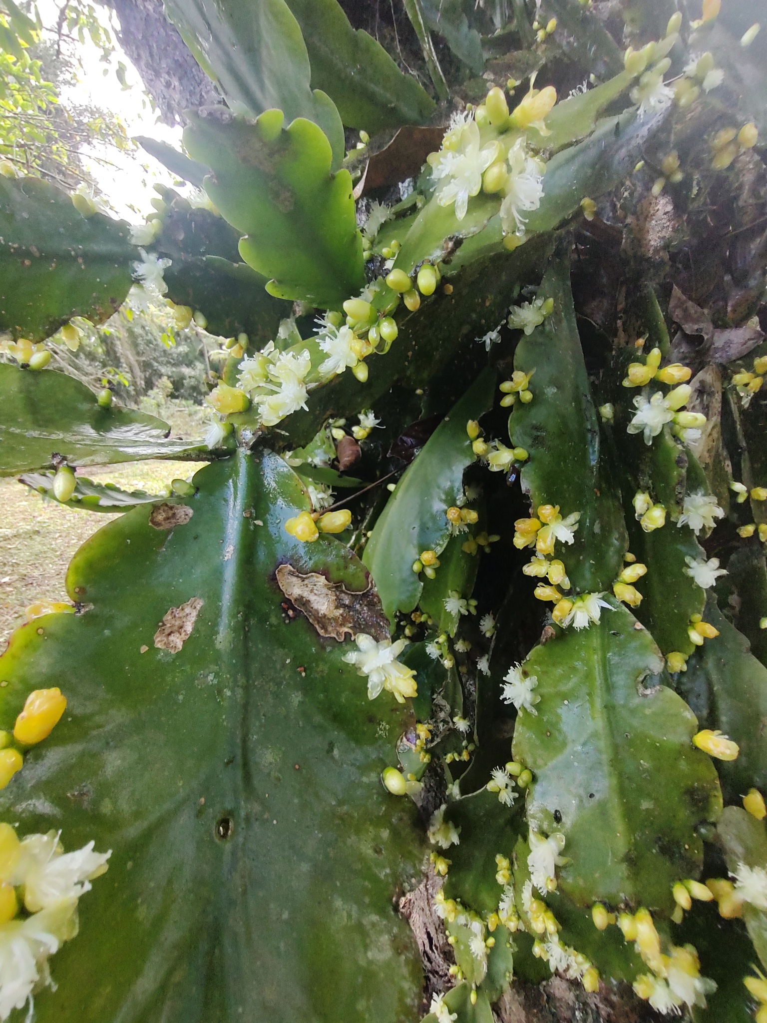 Imagem de Cacto-macarrão