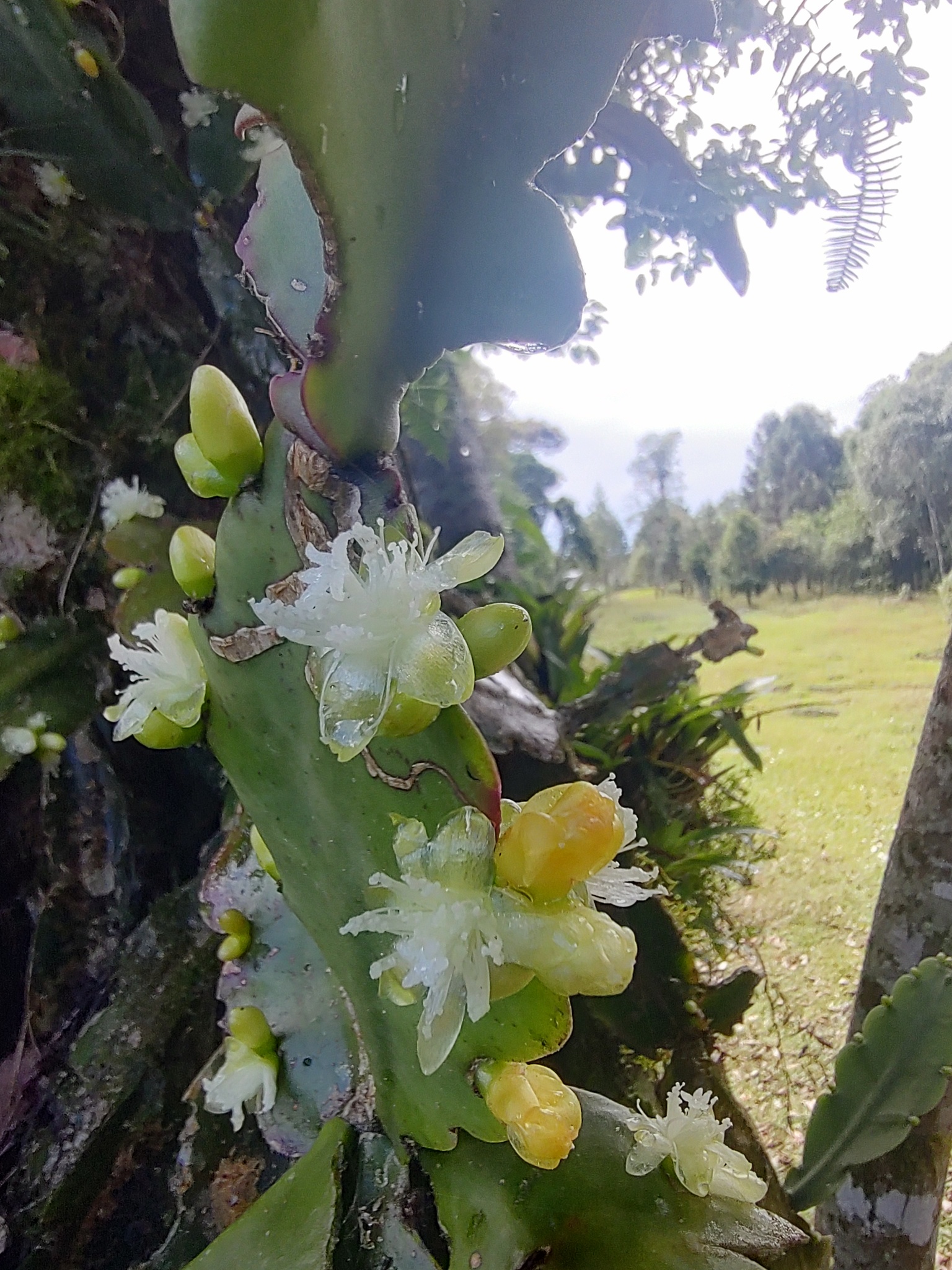 Imagem de Cacto-macarrão