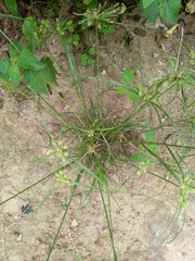 Cyperus