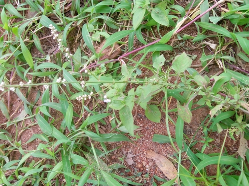 Celosia trigyna image