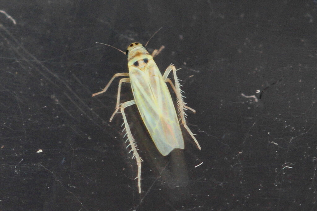 Hauptidia from 54 Badem, Germany on April 21, 2025 at 07:11 PM by James ...