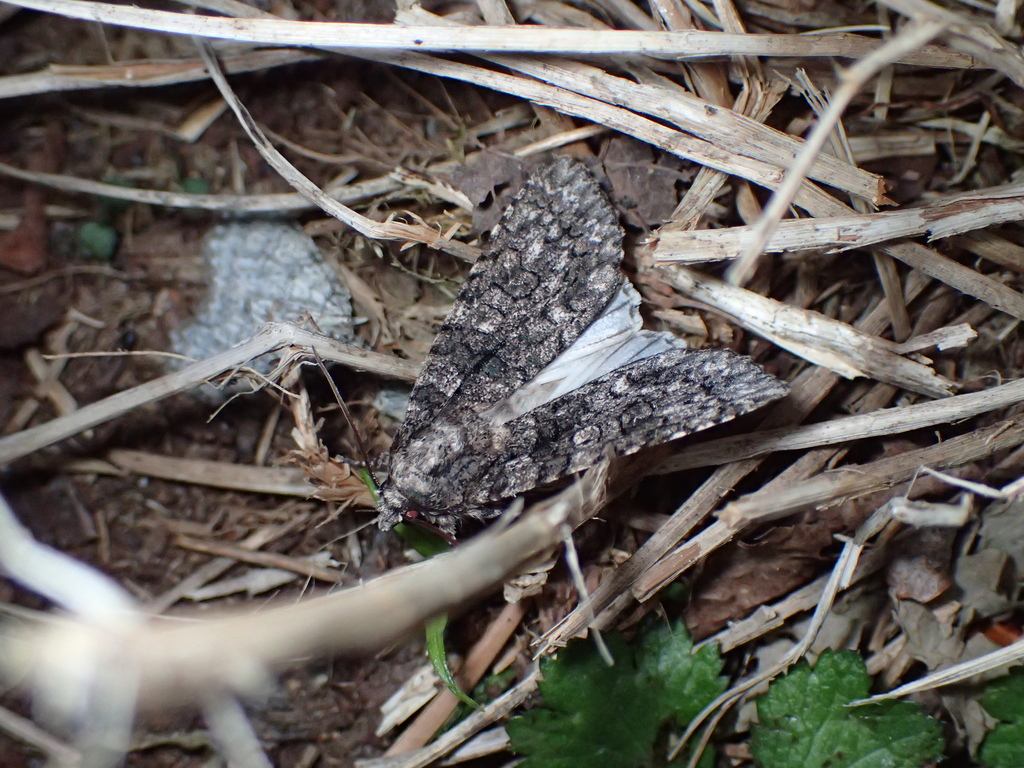 ウスズミケンモン