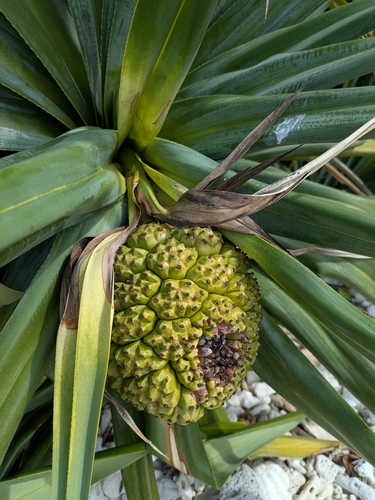 Pandanus tectorius observed 2025-04-22