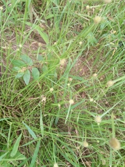 Cyperus metzii