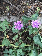 Malva sylvestris