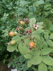 Rosa tomentosa