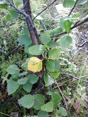 Betula pubescens pumila