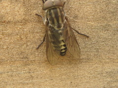 Tabanus nigripes