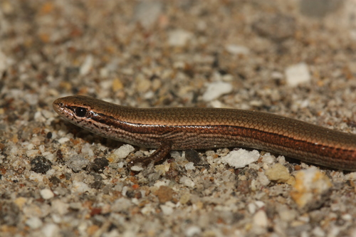 European Copper Skink