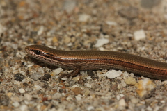 Ablepharus kitaibelii