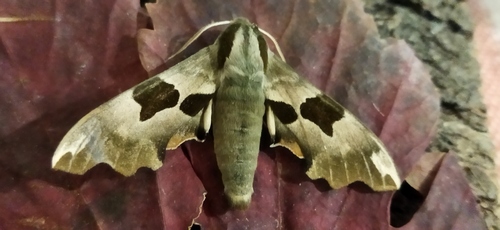 Lime hawk-moth