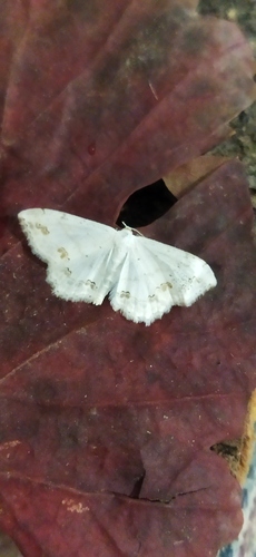 Lace Border, 4292 Dobri dol, Bulgaria, photo 9 of 10