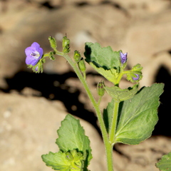 Phacelia viscida