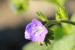 Phacelia viscida